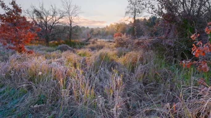 国家公园的原始性质。Inium覆盖了草，秋天的树木和小雾。沼泽，无法通行的地形，黎明。UHD, 4K