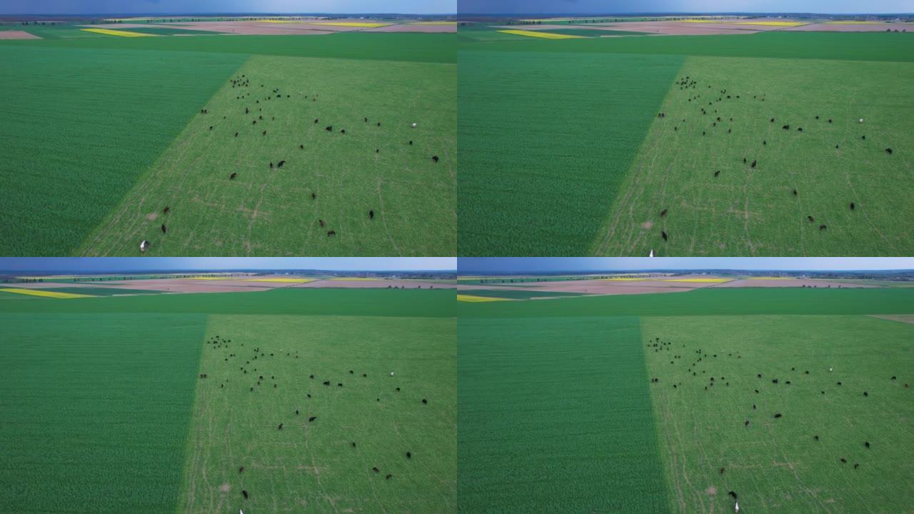 空中: 在阴天的夏日，一大群牛在绿色的草地上放牧