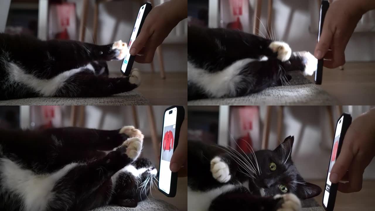 顽皮的猫女士看着智能手机的屏幕