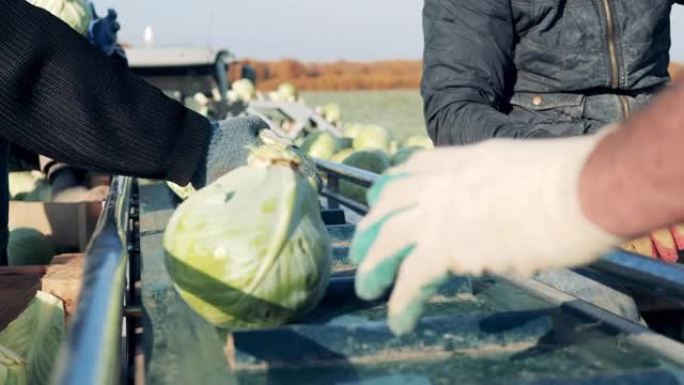 农民正在用收获的白菜卸载输送机