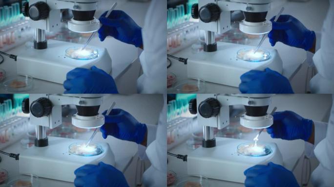 作物科学家在显微镜下检查鸡肉