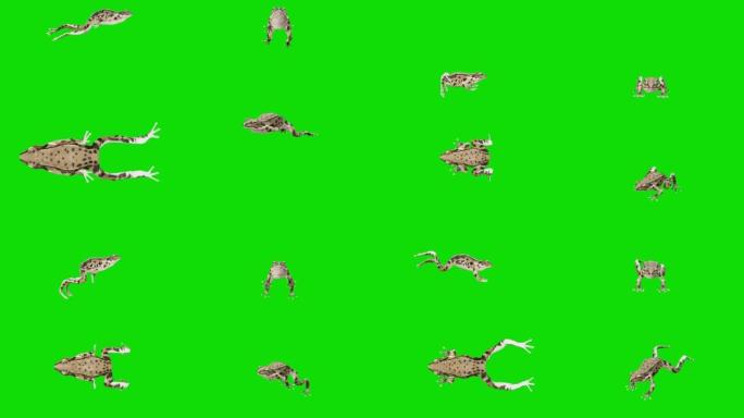 在绿色屏幕上跳青蛙。动物的概念，野生动物，游戏，返校，3d动画，短视频，电影，卡通，有机，色键，人物