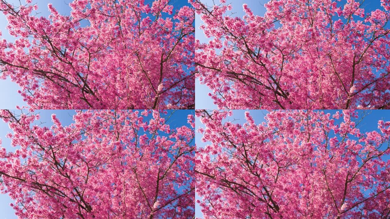 春天盛开的美丽粉红色樱桃树被阳光照亮