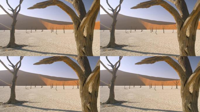 WS宁静的Deadvlei树木在阳光明媚的白色粘土锅中，对着沙丘，纳米比亚，非洲