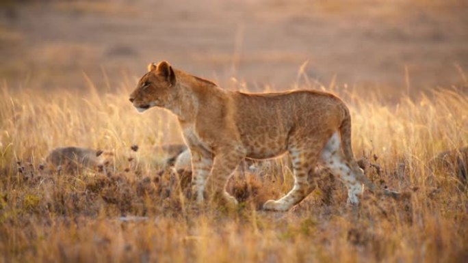 狮子在野生动物保护区的草地上睡觉和行走