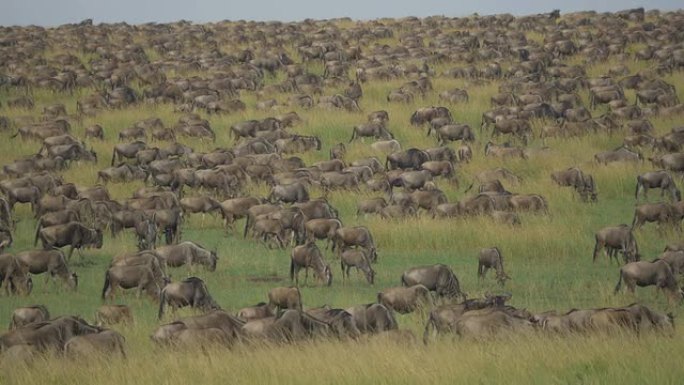 成千上万的牛羚在非洲迁徙