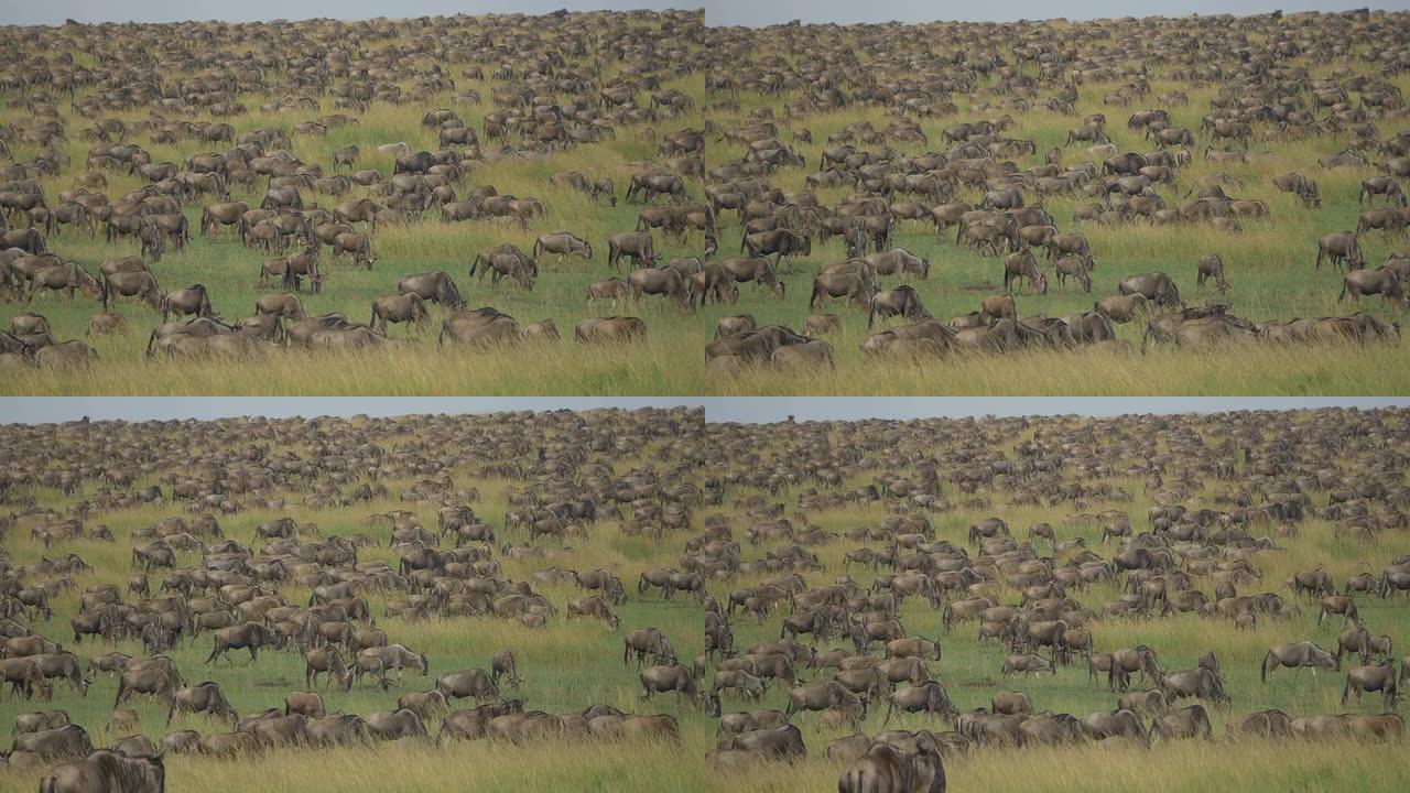 成千上万的牛羚在非洲迁徙
