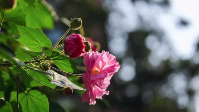 成都市花: 芙蓉花朵