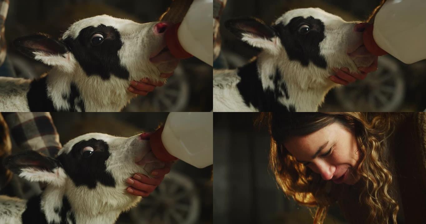 年轻快乐的农民的电影镜头正在用假人从瓶子里喂一只生态生长的新生小牛，用于农村奶牛场的牛棚，用于生物奶