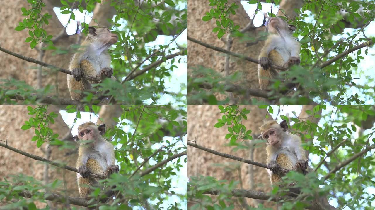 树上的小猴子