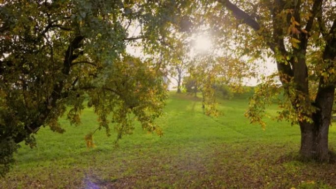 阳光照耀着上奥地利州的秋天树木