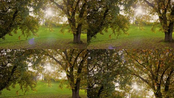 阳光照耀着上奥地利州的秋天树木