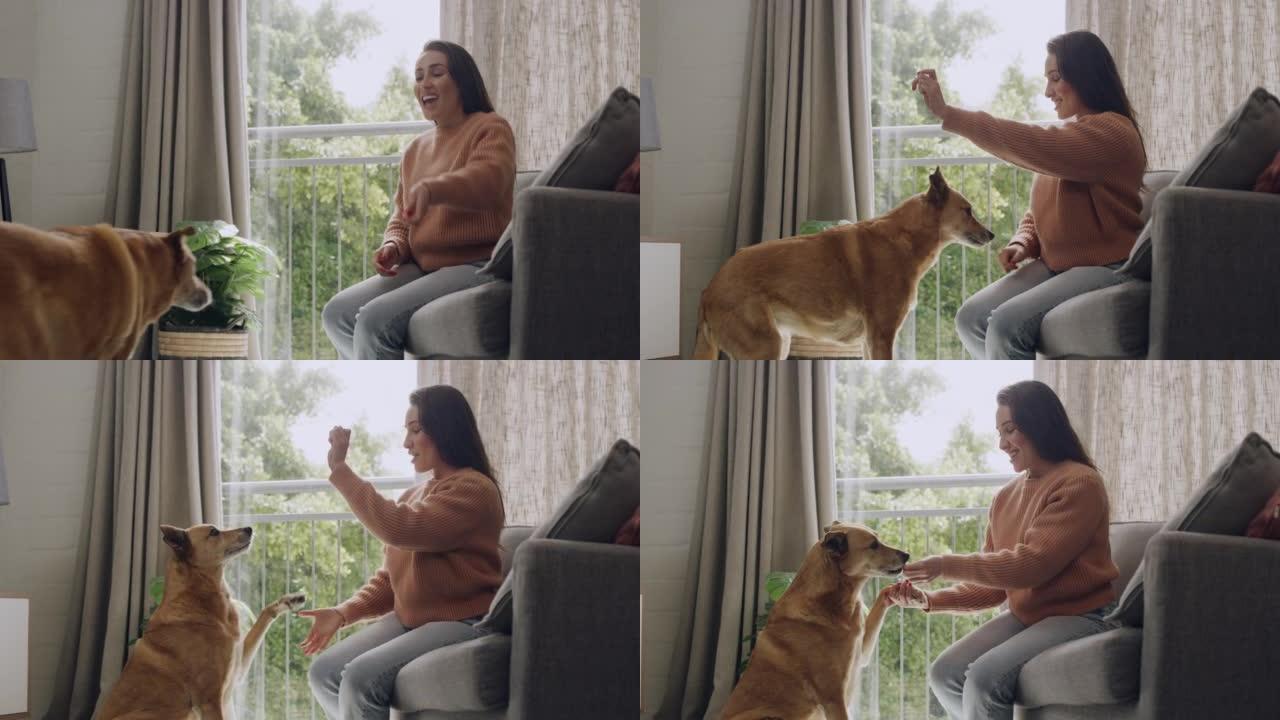 高加索女人教可爱的毛茸茸的棕色狗把戏，并奖励善良和听话的款待。女人在家里的客厅里摇晃着宠物的爪子。用