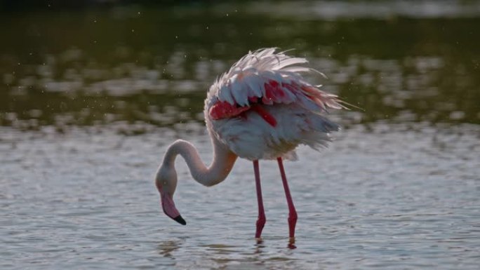 慢动作粉色火烈鸟在阳光湖涉水