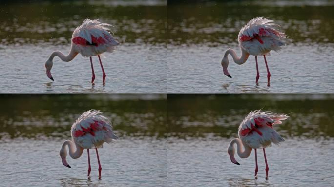 慢动作粉色火烈鸟在阳光湖涉水