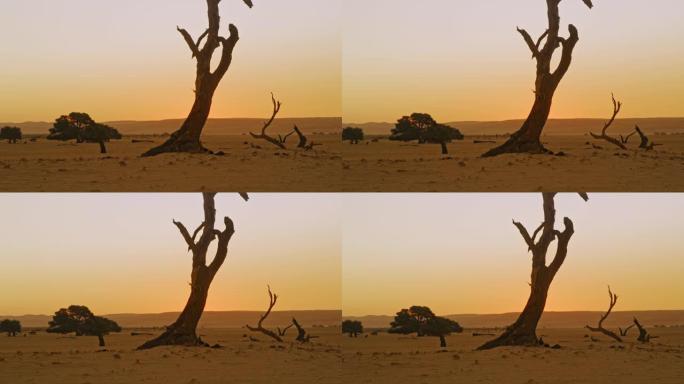 非洲纳米比亚日落时宁静沙漠中的剪影Deadvlei女士