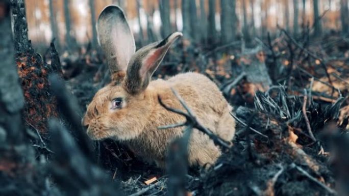 一只兔子正在嗅探森林中烧毁的植物