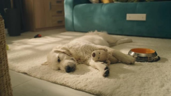 狗睡在温和的地毯上
