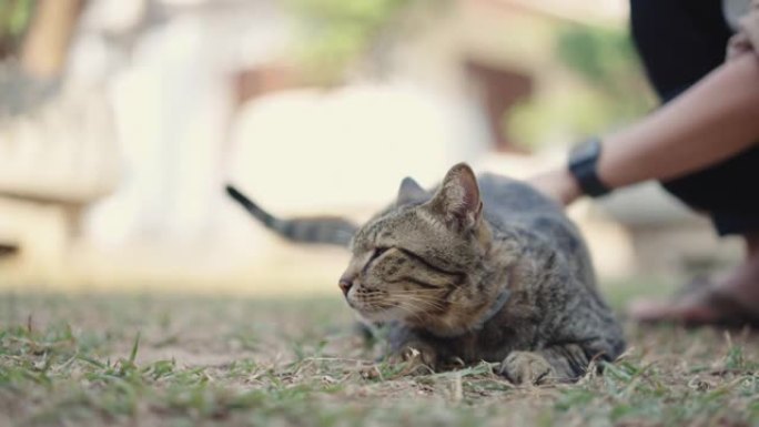 慢动作女人在户外用手抚摸草地上昏昏欲睡的猫