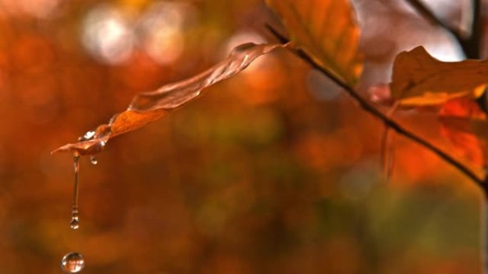 从棕色秋叶上落下的时间扭曲效应水