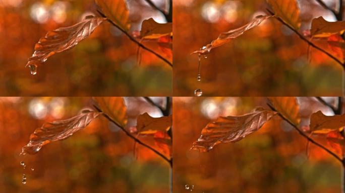 从棕色秋叶上落下的时间扭曲效应水