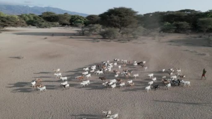气候变化。干旱。水危机。鸟瞰图。年轻的非洲男孩在干旱的风景中放牧山羊。肯尼亚