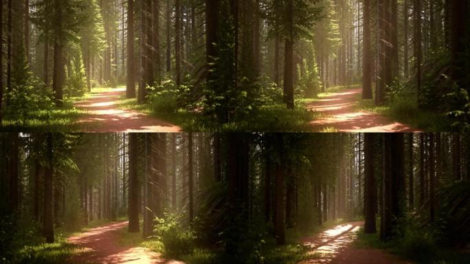 神话般的夏季森林中的一条小路，高大的云杉树木和明亮的阳光从树冠中驶来