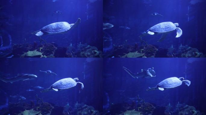 海龟在水族馆游泳深海探秘水下奇观海洋生灵