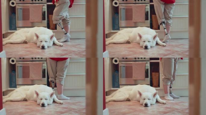 快乐残疾女子的特写腿与仿生腿假肢忙碌在小厨房与可爱的大白狗睡觉。