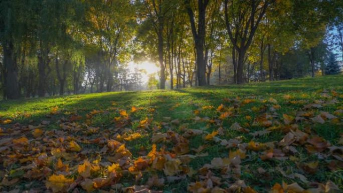 日出时的秋季公园。相机在黄色秋叶的地毯上移动。在早秋公园散步，金秋。HDR万向节射击