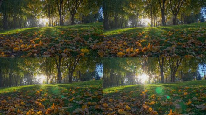 日出时的秋季公园。相机在黄色秋叶的地毯上移动。在早秋公园散步，金秋。HDR万向节射击