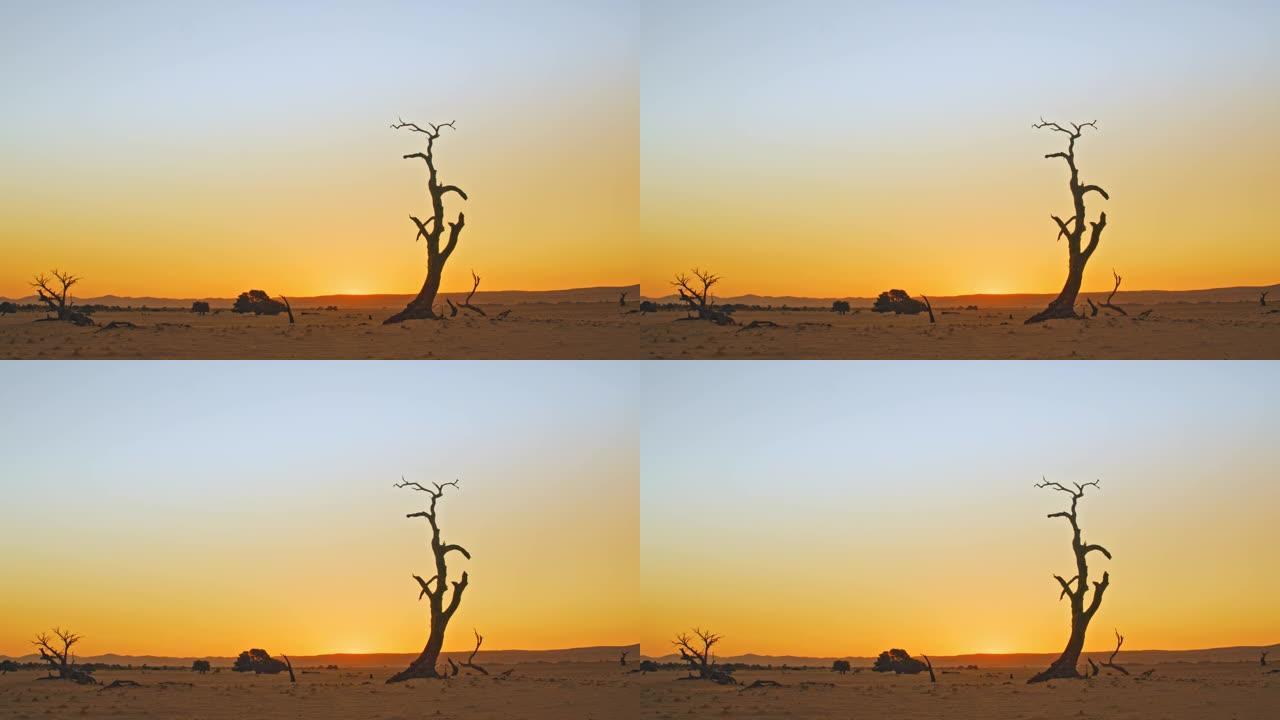 非洲纳米比亚日落时宁静沙漠中的WS剪影Deadvlei树