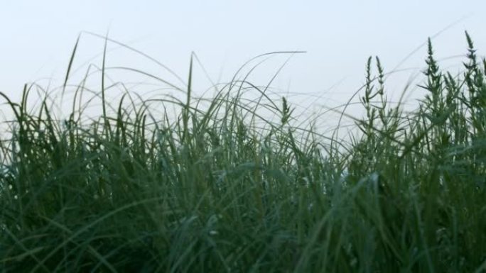 在平静的日子里，高高的草在风中摇曳