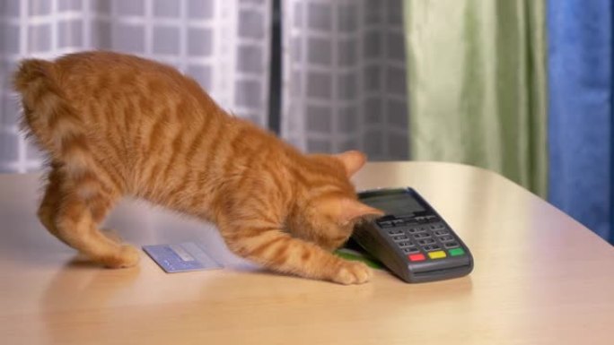特写: 橙色虎斑小猫玩信用卡和支付终端。