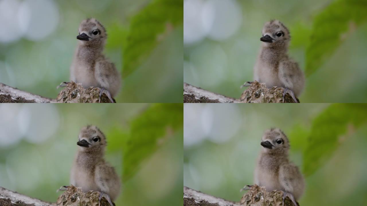 特写侧视图可爱的毛茸茸的白色燕鸥小鸡几天大的坐在它的巢上