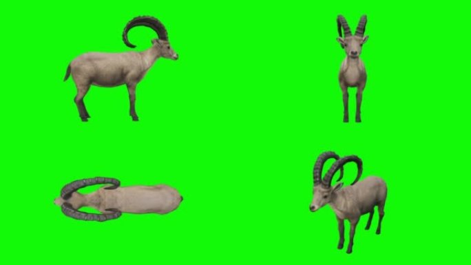 在绿屏上等待ibex。动物的概念，野生动物，游戏，返校，3d动画，短视频，电影，卡通，有机，色键，人