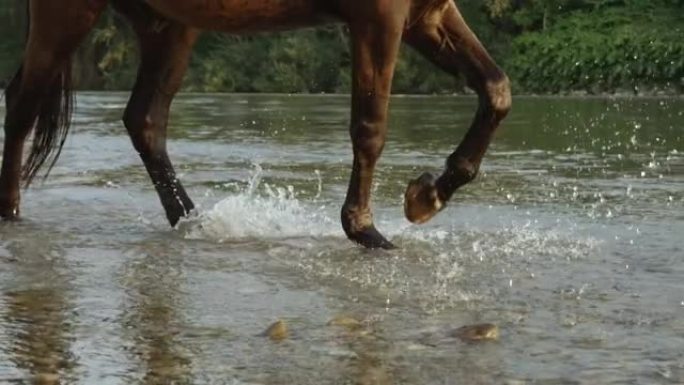 低角度，dop: 肌肉发达的棕色种马沿着岩石河海岸线行走。