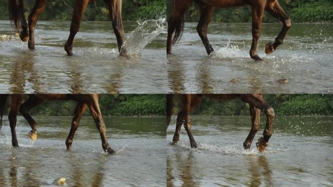 低角度，dop: 肌肉发达的棕色种马沿着岩石河海岸线行走。