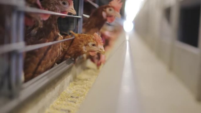 家禽养殖场的蛋鸡肉食鸡养鸡场视频素材