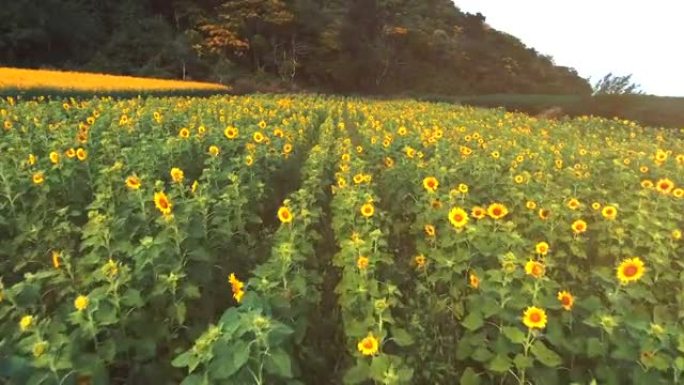 春天的鸟瞰草地花海花田花园