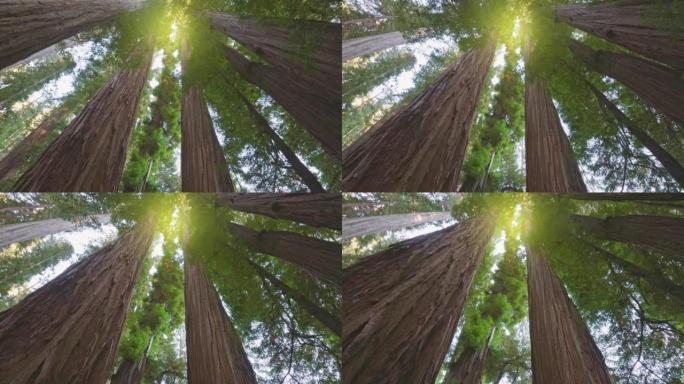 美国红木国家公园。相机在巨大的红杉树干之间穿过森林。白天的阳光从上面照射。万向节射击，4K