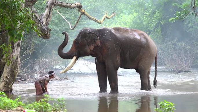大象农夫正在向大象泼水。在乡下的一条小溪里给大象洗澡代表着大象的生活方式，爱，人与大象的纽带。