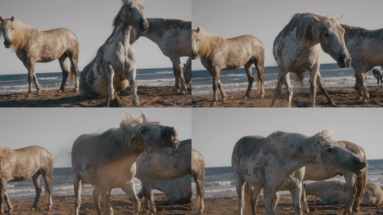 Dapple gray马在阳光明媚的海滩上站起来并摆脱沙子