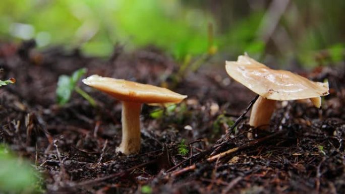 森林中的蘑菇森林中的蘑菇