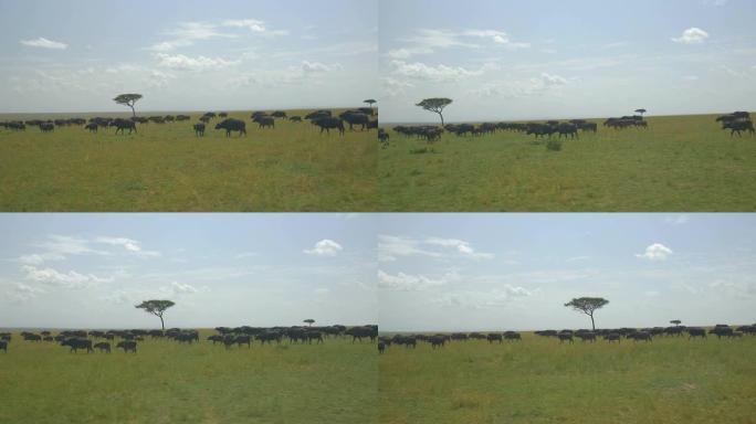 空中: 非洲的大水牛群