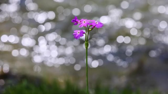 粉红报春花在青藏高原草甸的风中飘动