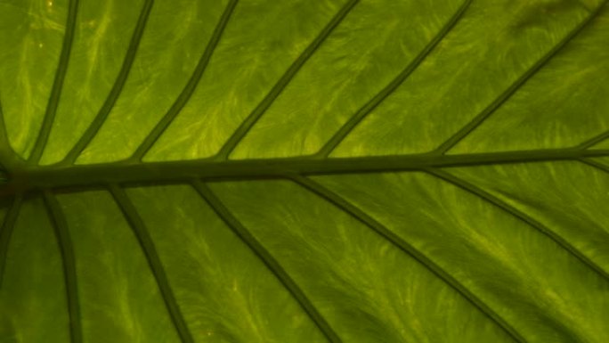 闭合令人惊叹的结构和脉纹充满活力的绿色异国花叶
