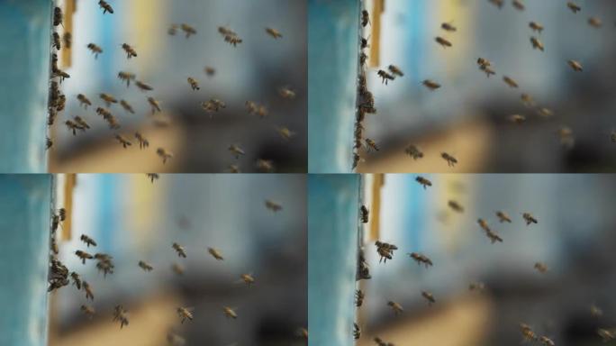 蜜蜂成排飞入蜂群的特写镜头