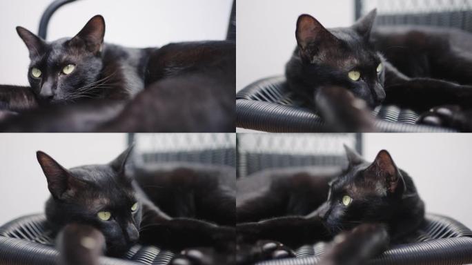 4张黑色躺在户外椅子上的照片