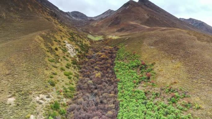 这两种植物定期沿山谷分布